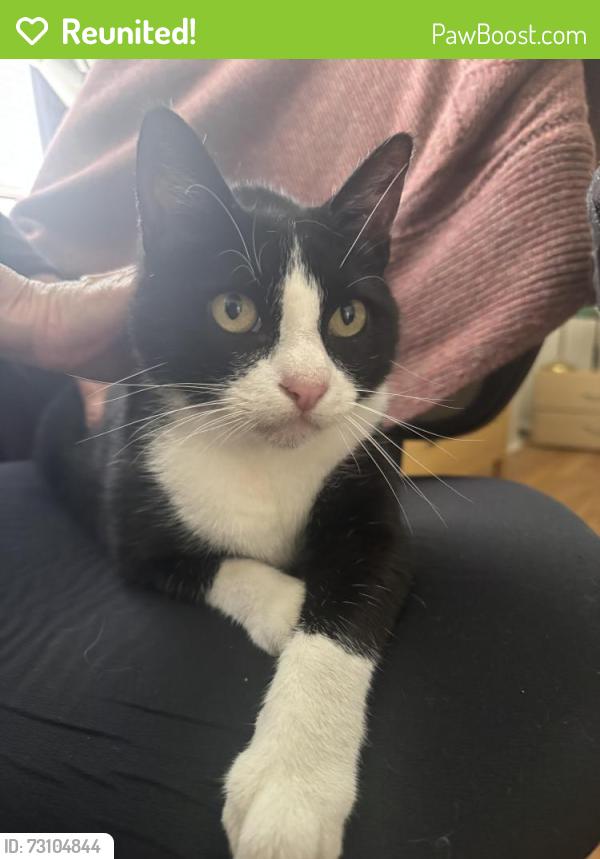 Reunited Unknown Cat last seen Bucareli Drive, San Francisco, CA 94132