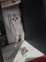 Reunited Female Cat last seen Shuboro st, vista, Vista, CA 92083