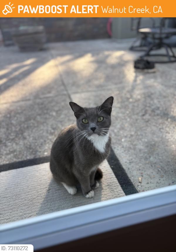 Found/Stray Unknown Cat last seen Meadow Lane, Walnut Creek, Walnut Creek, CA 94595