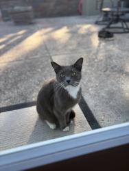 Found/Stray Unknown Cat last seen Meadow Lane, Walnut Creek, Walnut Creek, CA 94595