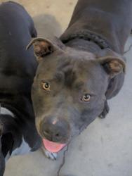 Found/Stray Male Dog last seen El Evado Rd and Mojave Dr, Victorville, CA 92394