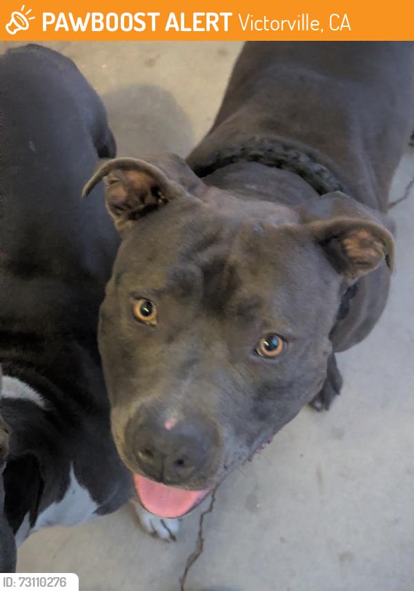 Found/Stray Male Dog last seen El Evado Rd and Mojave Dr, Victorville, CA 92394
