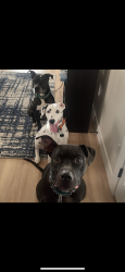 Reunited Male Dog last seen 8th and longs peak, Brighton, CO 80601