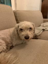 Reunited Female Dog last seen E 9th st and n santa rita, Tucson, AZ 85719
