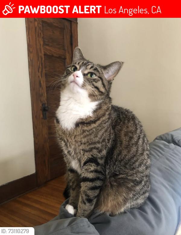 Lost Female Cat last seen Not sure - in Los Feliz., Los Angeles, CA 90027