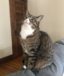 Lost Female Cat last seen Not sure - in Los Feliz., Los Angeles, CA 90027
