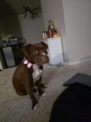 Reunited Female Dog last seen Plaza with McDonalds, San Ramon, CA 94583