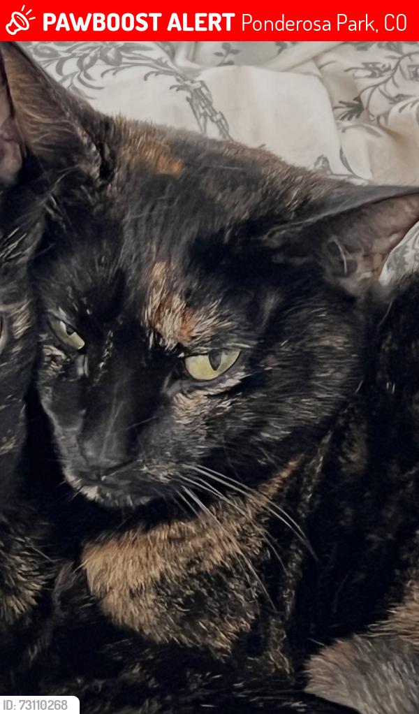 Lost Female Cat last seen Country Ln/ County Rd 13, Ponderosa Park, CO 80107