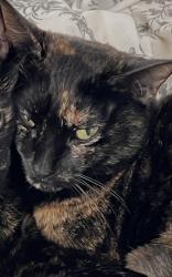 Lost Female Cat last seen Country Ln/ County Rd 13, Ponderosa Park, CO 80107