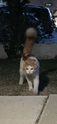 Found/Stray Unknown Cat last seen Milliken and 210, Rancho Cucamonga, CA 91730