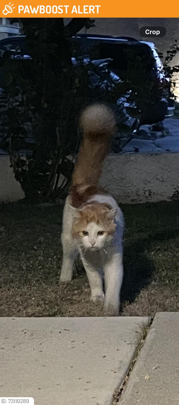 Found/Stray Unknown Cat last seen Milliken and 210, Rancho Cucamonga, CA 91730
