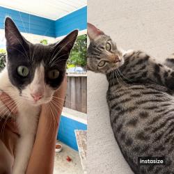 Reunited Male Cat last seen Wilson Ave, San Diego, CA, USA, San Diego, CA 92105