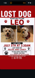 Reunited Male Dog last seen Carey and pecos, North Las Vegas, NV 89030