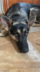 Reunited Female Dog last seen Lindsey and 12th, Norman, OK 73071