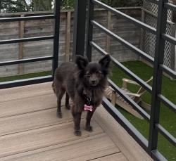 Reunited Female Dog last seen Solano and Tacoma, Berkeley, CA 94707