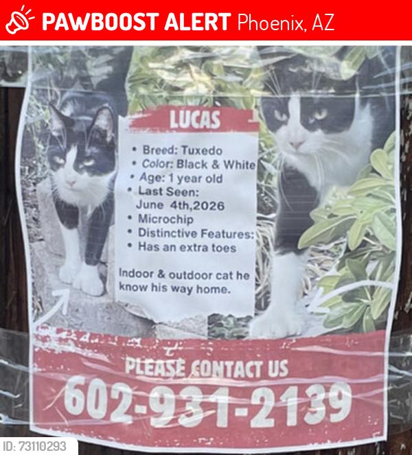 Lost Male Cat last seen 7th st and Alice, Phoenix, AZ 85020