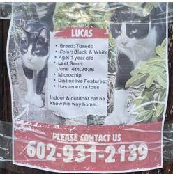 Lost Male Cat last seen 7th st and Alice, Phoenix, AZ 85020