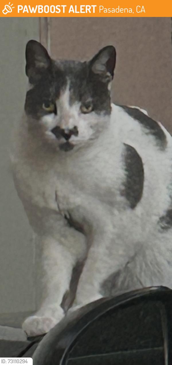 Found/Stray Unknown Cat last seen Lincon Avenue Nursery 91103, Pasadena, CA 91101