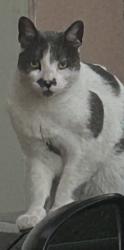 Found/Stray Unknown Cat last seen Lincon Avenue Nursery 91103, Pasadena, CA 91101