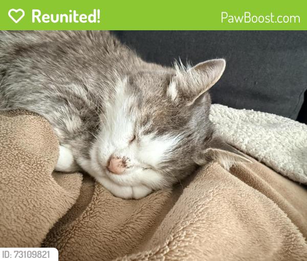 Reunited Male Cat last seen Longfellow p patch, Seattle, WA 98106