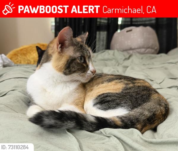 Lost Female Cat last seen California Ave, Carmichael, CA 95608