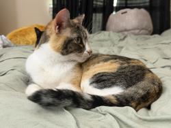 Lost Female Cat last seen California Ave, Carmichael, CA 95608