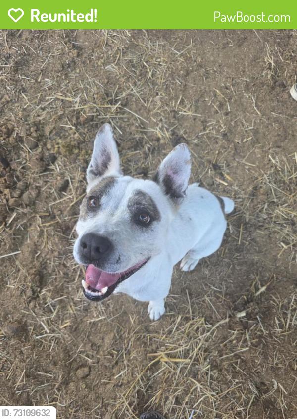 Reunited Male Dog last seen FM 465 & Woods of St. Clare, Marion, TX 78124