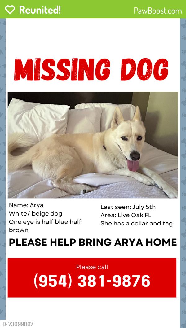 Reunited Female Dog last seen live oak FL, Live Oak, FL 32060
