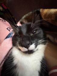 Reunited Male Cat last seen Between Ravenna/Cowen Park & 65th, Seattle, WA 98115