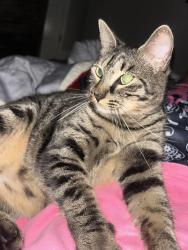 Reunited Male Cat last seen Near Mound Rd Cypress, TX 77433 United States, Cypress, TX 77433