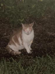 Found/Stray Unknown Cat last seen Truist Bank and Fresh Fields farmers Market , Orlando, FL 32806