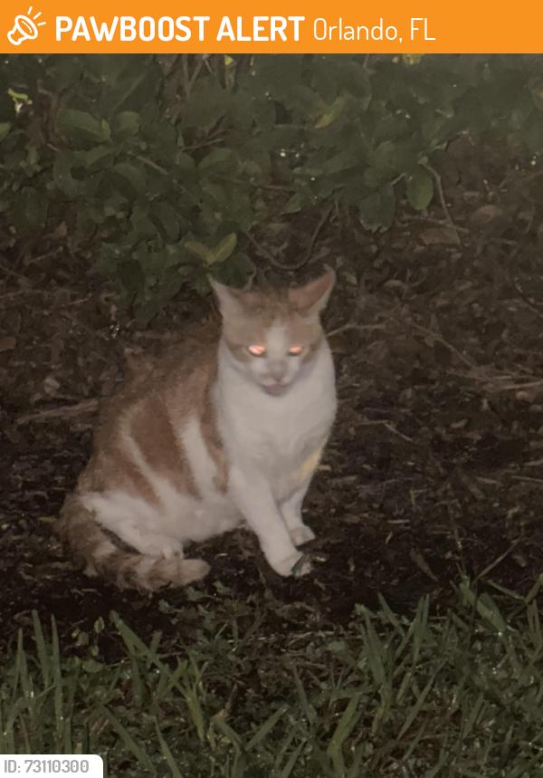 Found/Stray Unknown Cat last seen Truist Bank and Fresh Fields farmers Market , Orlando, FL 32806