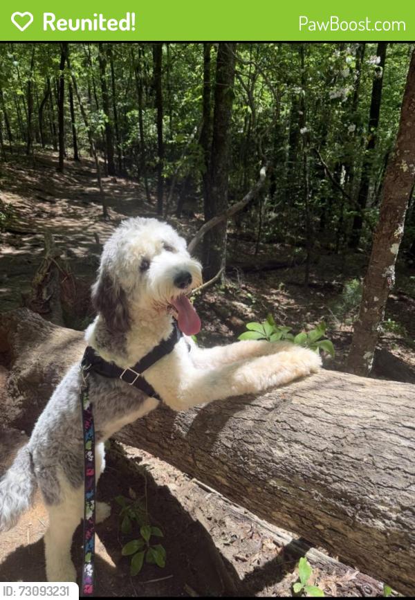 Reunited Female Dog last seen Heritage Pointe and Rockaway Rd., Senoia, GA 30276