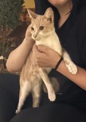 Found/Stray Unknown Cat last seen Russell way and Rockaway Ln, Hayward, CA 94541
