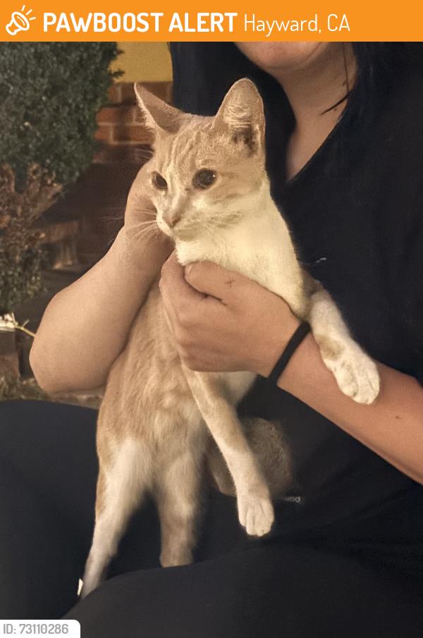 Found/Stray Unknown Cat last seen Russell way and Rockaway Ln, Hayward, CA 94541