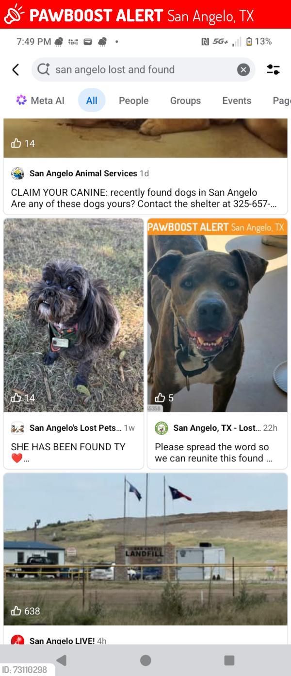 Lost Female Dog last seen Howard street Garfield, San Angelo, TX 76901