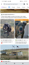 Lost Female Dog last seen Howard street Garfield, San Angelo, TX 76901