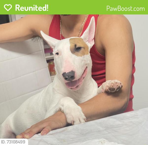 Reunited Male Dog last seen Near and mingo, Tulsa, OK 74146