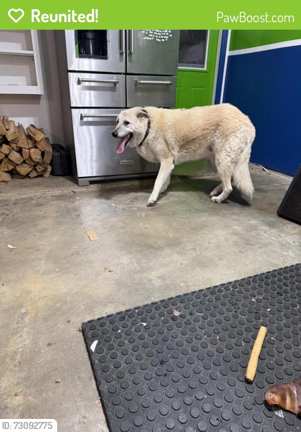 Reunited Female Dog last seen Highway 10 and Brown trail Intersection, Hurst, TX 76053