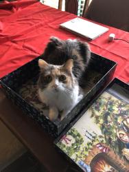 Lost Female Cat last seen Hulen/ altamesa, Fort Worth, TX 76133