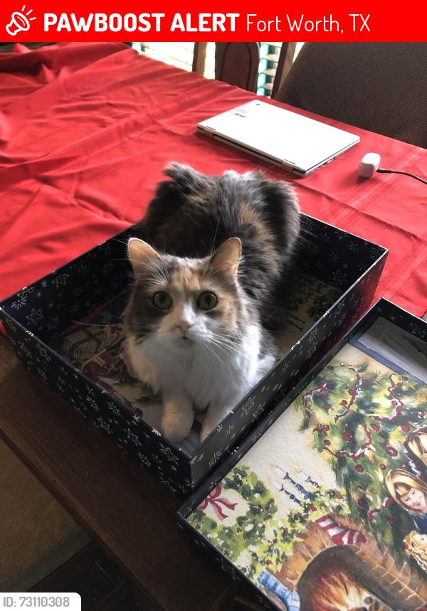 Lost Female Cat last seen Hulen/ altamesa, Fort Worth, TX 76133