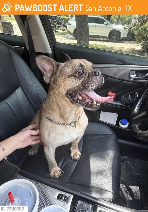 Found/Stray Male Dog last seen dublin spring, San Antonio, TX 78254
