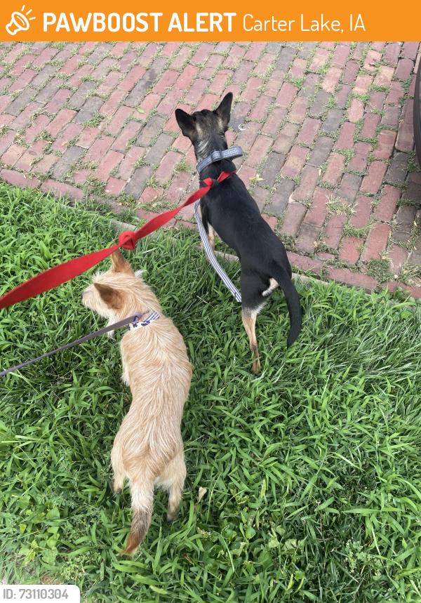 Found/Stray Male Dog last seen Carter Lake, Carter Lake, IA 51510