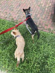 Found/Stray Male Dog last seen Carter Lake, Carter Lake, IA 51510