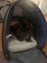 Reunited Male Cat last seen E Oak, N Garden, N Forest, Bellingham, WA 98225