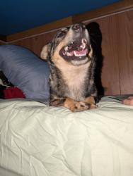 Reunited Male Dog last seen Near travis avenue, Midland, TX 79703