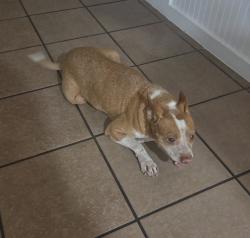 Reunited Male Dog last seen Amblewood Dr Houston Tx 77099, Houston, TX 77099