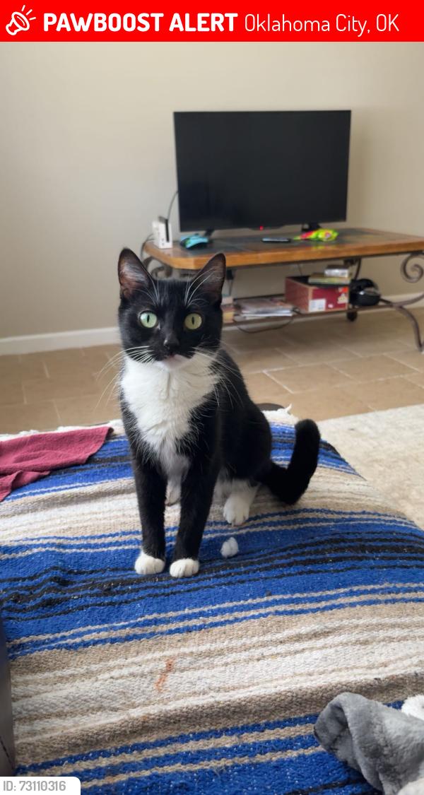 Lost Female Cat last seen Straka and douglas, Oklahoma City, OK 73139