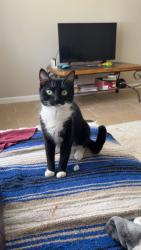 Lost Female Cat last seen Straka and douglas, Oklahoma City, OK 73139