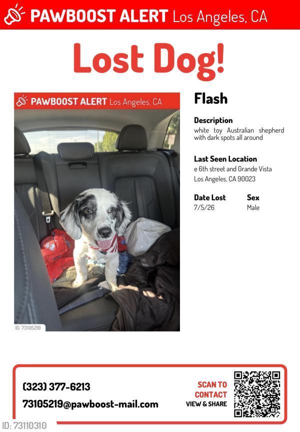 Lost Male Dog last seen e 6th street and grande vista, Los Angeles, CA 90023